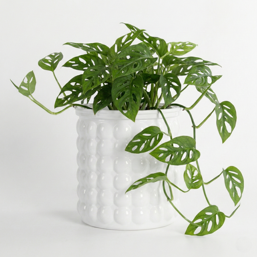 Bubble-Aura | 2-in-1 Hybrid Ecosystem