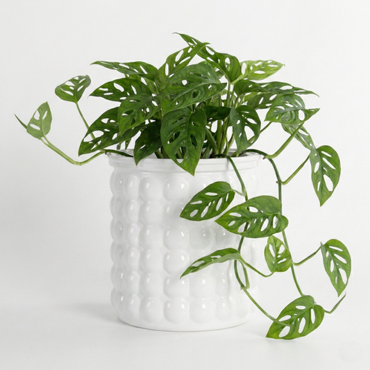 Bubble-Aura | 2-in-1 Hybrid Ecosystem