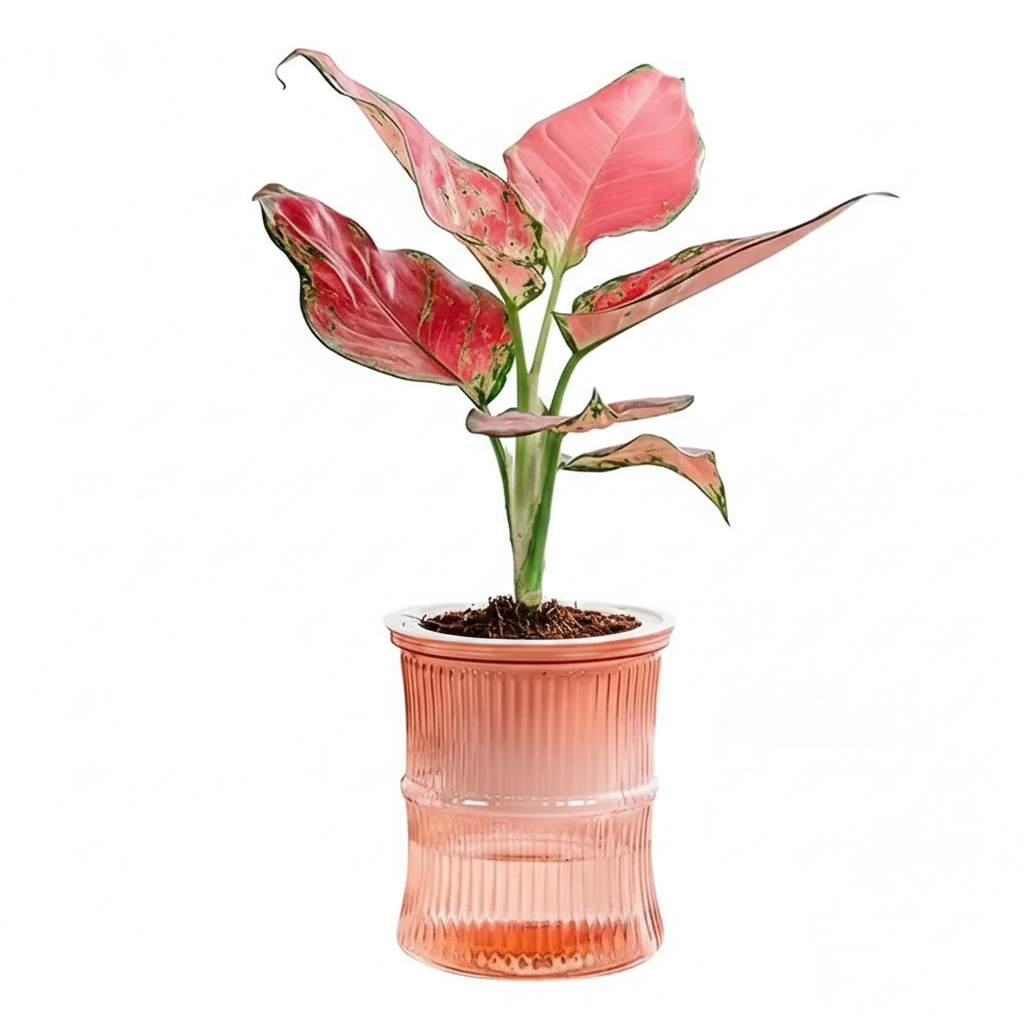 Zen Hydro-Sync Pot