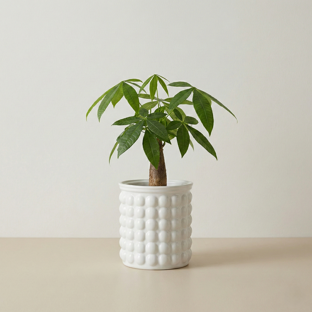 Bubble-Aura | 2-in-1 Hybrid Ecosystem